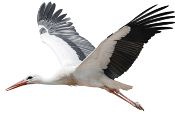 Majestic white stork bird isolated on transparent background PNG cutout ready