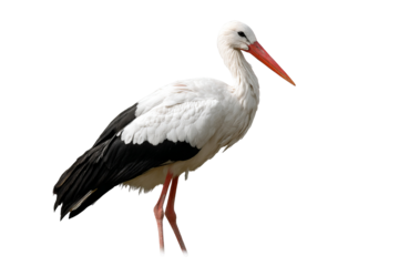 Majestic white stork bird isolated on transparent background PNG cutout ready