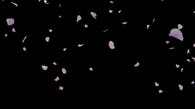 Cherry blossoms fall gracefully 2 clip start to end and loop on a transparent background. Perfect as an overlay or visual element, adding ethereal beauty and a touch of spring elegance to any project.