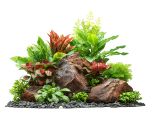 Tropical aquarium plants, green foliage, red leaves, natural rocks, lush mini ecosystem, vibrant aquatic habitat, peaceful and decorative arrangement