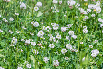 Fototapeta premium A cluster of white clover flowers basking in the sunlight on a grassy lawn. Trifolium repens