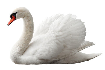Graceful swan isolated on transparent background in high resolution PNG format for seamless cutout and digital design projects