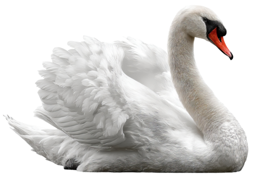 Graceful swan isolated on transparent background in high resolution PNG format for seamless cutout and digital design projects - Powered by Adobe