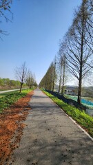 Green tree road on a summer day
Countryside path between farming fields and trees