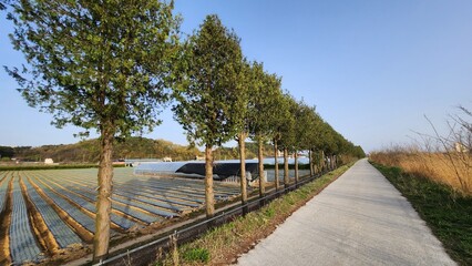 Fototapeta premium Green tree road on a summer day Countryside path between farming fields and trees