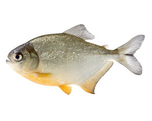 Fototapeta premium Tambaqui fish thick body silver scale freshwater aquatic animal isolated transparency background tropical South America healthy natural