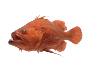 Ferocious wolf fish with strong jaws, sharp teeth, orange scales, isolated on transparency background, predatory aquatic animal, detailed texture, marine wildlife
