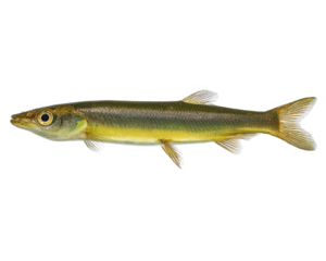 Freshwater fish elongated body greenish yellow color isolated on transparency background Amazon basin species detailed texture aquatic animal natural wildlife