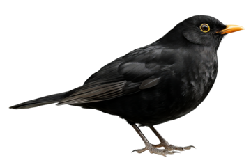 Solitary blackbird isolated on transparent background in high-resolution PNG style, ideal for seamless cutout and digital design projects