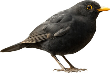 Solitary blackbird isolated on transparent background in high-resolution PNG style, ideal for seamless cutout and digital design projects