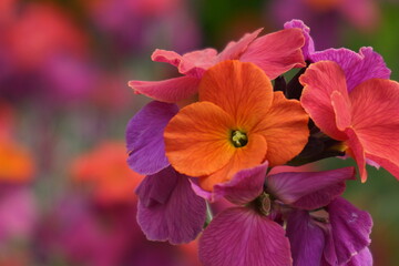 Vibrant Erysimum &lsquo;Winter Orchid&rsquo; in Bloom &ndash; A Magnet for Butterflies, Bees, and Birds.