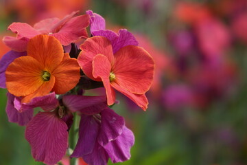 Vibrant Erysimum ‘Winter Orchid’ in Bloom – A Magnet for Butterflies, Bees, and Birds.