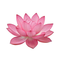 pink lotus flower isolated on white transparent background