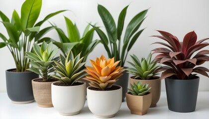 Decorative Potted Plants Collection in Bright Colors on White Isolated Background
