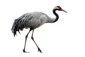 Obraz premium Majestic crane bird isolated on transparent background in high resolution PNG format for seamless cutout and design projects