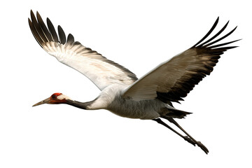 Majestic crane bird isolated on transparent background in high resolution PNG format for seamless cutout and design projects