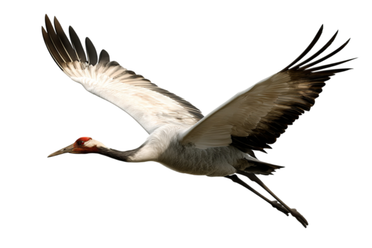 Majestic crane bird isolated on transparent background in high resolution PNG format for seamless cutout and design projects
