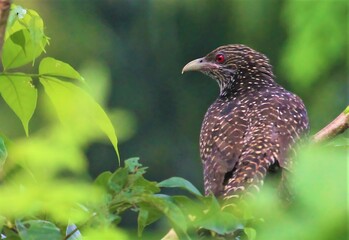 A female Asian Koel perched on a tree branch in a lush green forest