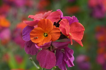 Vibrant Erysimum &lsquo;Winter Orchid&rsquo; in Bloom &ndash; A Magnet for Butterflies, Bees, and Birds.