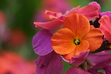 Vibrant Erysimum &lsquo;Winter Orchid&rsquo; in Bloom &ndash; A Magnet for Butterflies, Bees, and Birds.