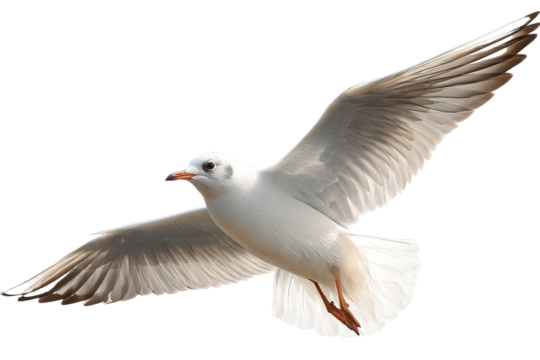 Single seagull flying against clear sky with transparent background