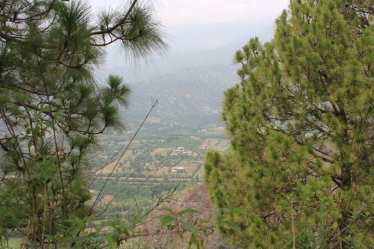  Chilgoza pine tree  stands stoically on a mountain peak amidst vibrant lush greenery in Swat, Pakistan, showcasing the region's unique natural beauty.