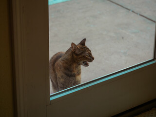 Cat Meowing and Crying at a Glass Door