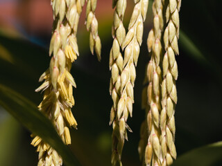 Macro Shot of Corn Tassels in Summer 
