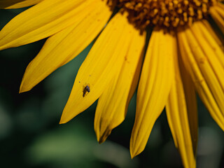 Macro Shot of a Fly on a Bright Yellow Sunflower Petal