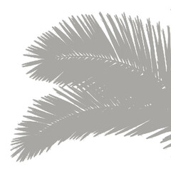 vector illustration of a branch of a tree