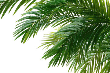 Close-up of wet palm fronds