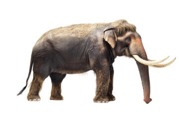Majestic Asian Elephant, isolated on transparent PNG, detailed profile view.