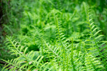 Close-up of vibrant green ferns in a lush forest setting. The delicate leaves create a natural pattern, showcasing the beauty of tropical foliage and the freshness of untouched nature.