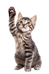 Fototapeta premium Adorable Tabby Kitten Raising Paw; Isolated on Transparent PNG