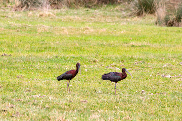 Two glossy Ibis (Plegadis falcinellus) resting or feeding in green meadows in Beykoz, Istanbul during spring. Ornithology. Bird, animal. Glossy Ibis.	