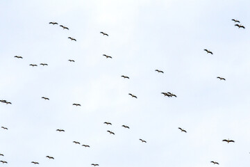 Migrating storks (Ciconia ciconia) fly in the sky. Bird, animal idea concept. A flock of storks. Ornithology. Cycle of nature. 