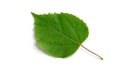 Fototapeta premium Vibrant green leaf, single, isolated