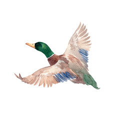 Flying watercolor duck isolated hand drawn mallard bird illustration for prints, cards and kids decor