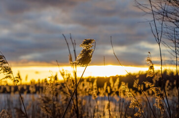 Tall dry reeds sway gently by the river during golden sunset hour. Soft wind moves dry reeds near...