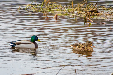 Two mallard ducks calmly swimming together in peaceful waters near the riverbank. Pair of ducks...