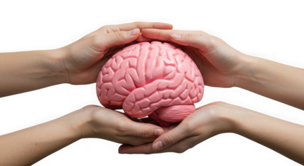 Hands gently cradling a pink brain model against a stark transparent background view