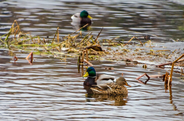 Two mallard ducks calmly swimming together in peaceful waters near the riverbank. Pair of ducks...