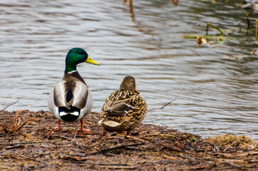 Two mallard ducks calmly swimming together in peaceful waters near the riverbank. Pair of ducks gliding side by side, calm mood, eye-level, riverside scene, wildlife connection, nature harmony