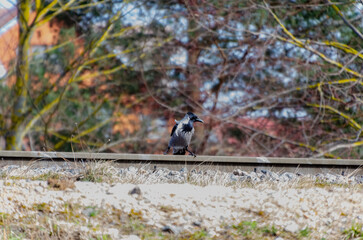 A lone crow walks along the railway track surrounded by blurred colorful branches. Curious crow...