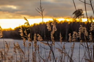 Tall dry reeds sway gently by the river during golden sunset hour. Soft wind moves dry reeds near river, peaceful mood, low angle, close-up, lakeside, nature calmness, sunset serenity