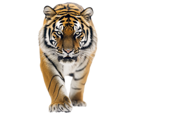 Majestic Tiger Walking Forward, Isolated on Transparent PNG, Powerful, Wild.