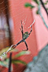 black spider with yellow pattern in its web-shaped nest