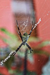 black spider with yellow pattern in its web-shaped nest