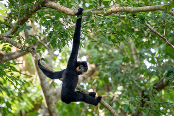 Southern Yellow-cheeked Crested Gibbon - Nomascus gabriellae, beautiful brown gibbon monkey from canopy of tropical forests in Southeast Asia, Vietnam.