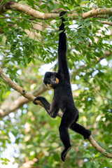 Southern Yellow-cheeked Crested Gibbon - Nomascus gabriellae, beautiful brown gibbon monkey from canopy of tropical forests in Southeast Asia, Vietnam.